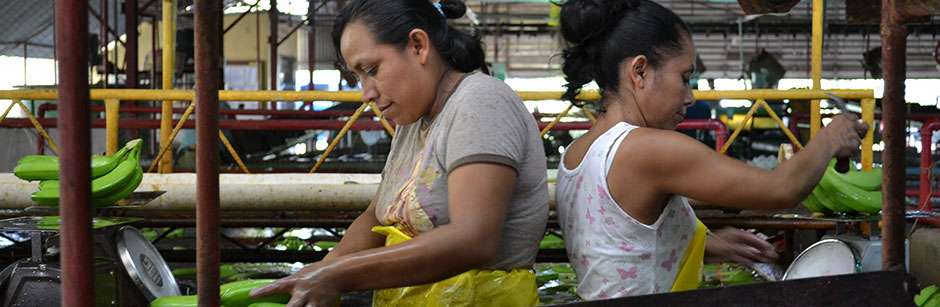 Packarbeiterinnen in Ecuador